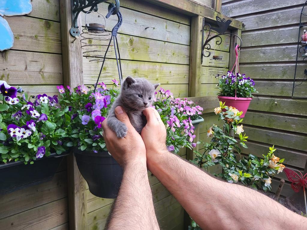 3 prachtige kittens te koop!, Dieren en Toebehoren