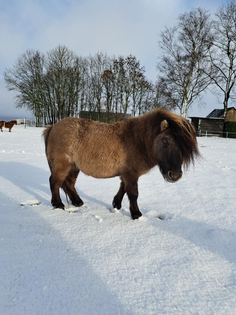 Ter dekking aangeboden, Dieren en Toebehoren, Paarden en Pony's | Dekhengsten en Fokmerries