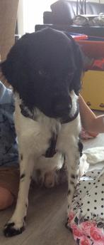 Kruising Friese Stabij / Heidewachtel reu, 6 jaar of ouder, Eén hond, Nederland, Particulier