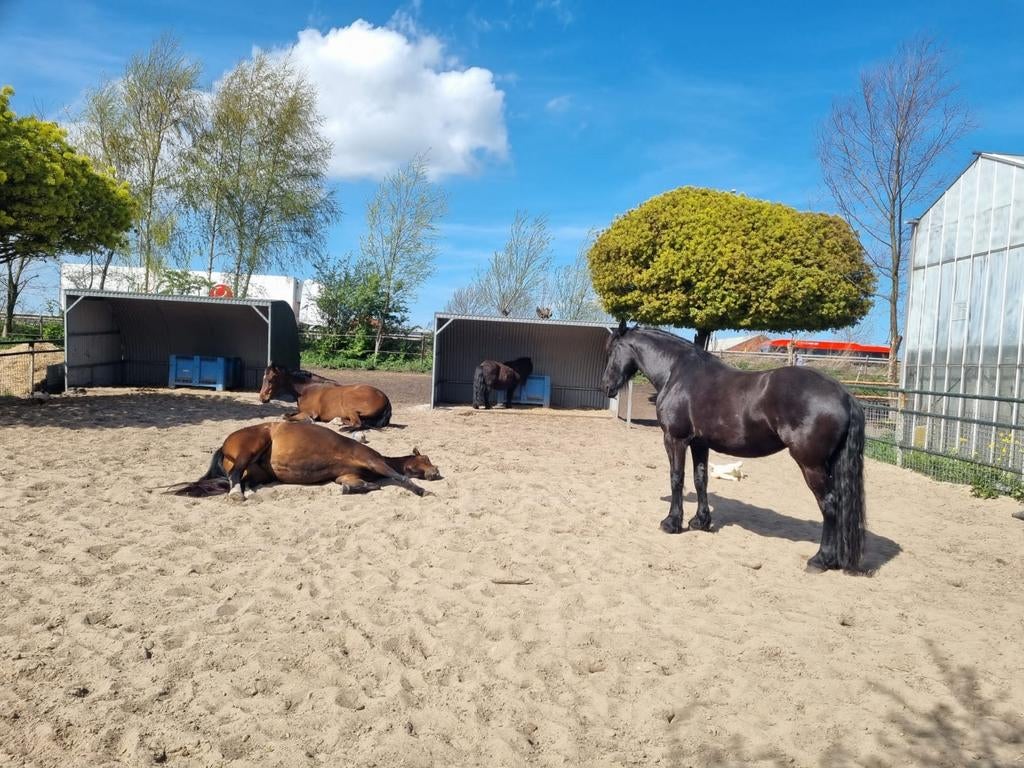 Super plekje voor kleine pony., Dieren en Toebehoren