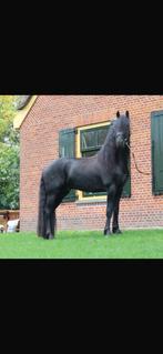 Friese ster hengst, Dieren en Toebehoren, Overige Dieren, Juni, Mannelijk