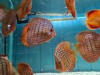 Blue Turqouise Discus, Symphysodon Discus, Dieren en Toebehoren, Vissen | Aquariumvissen, Vis, Zoetwatervis
