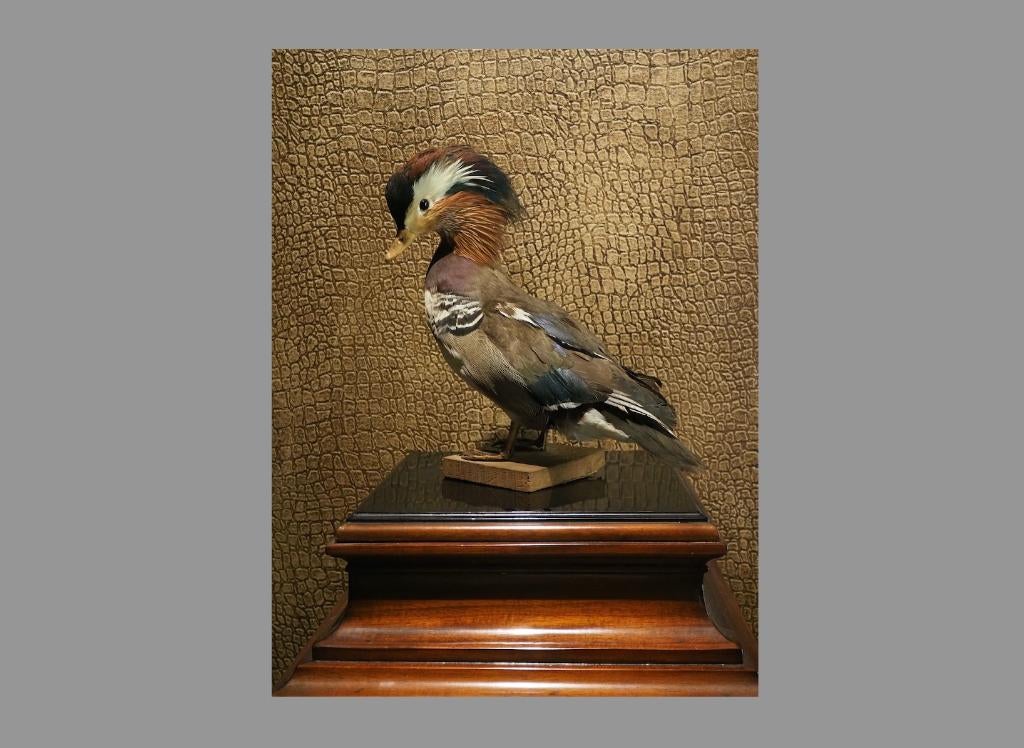 50 jr oude opgezette mandarijneend, preparateur M.Diels., Ophalen of Verzenden, Gebruikt, Vogel, Opgezet dier