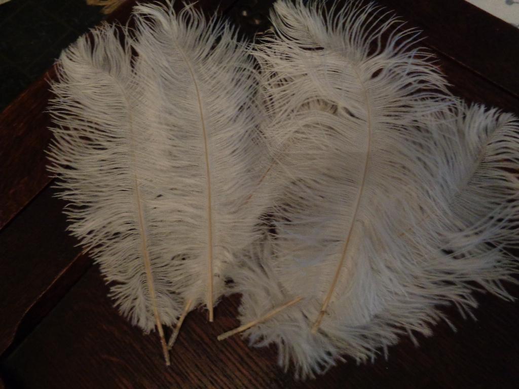 5 witte struisvogel veren 24 cm lang, Ophalen of Verzenden, Nieuw, Knutselmateriaal
