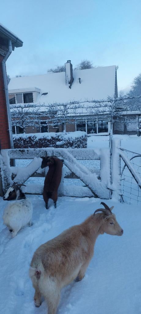 4 lieve dwerggeiten, Dieren en Toebehoren, Vrouwelijk, Geit