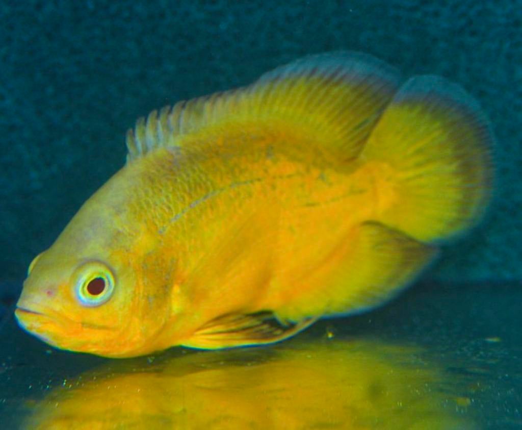 Zeldzaam!! Knalgele lemon oscar (pauwoog cichlide), Dieren en Toebehoren, Vissen | Aquariumvissen, Vis