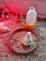 cochin kriel, Dieren en Toebehoren, Pluimvee, Geslacht onbekend, Kip