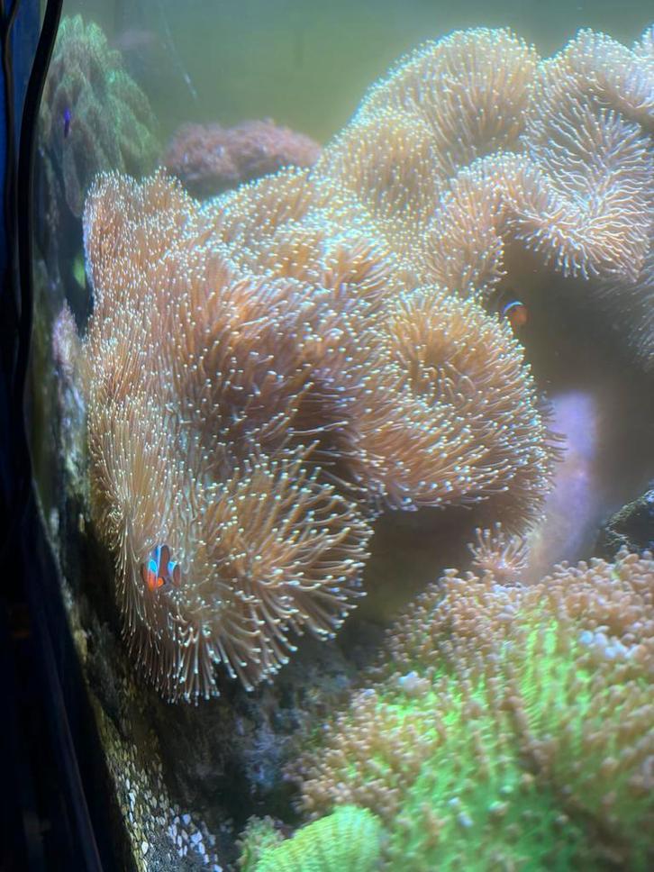 Mooie stukken lederkoraal / paddenstoelen, Dieren en Toebehoren, Vissen | Aquariumvissen, Zoutwatervis, Overige typen