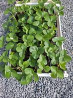 Aardbeien  planten, Ophalen, Volle zon