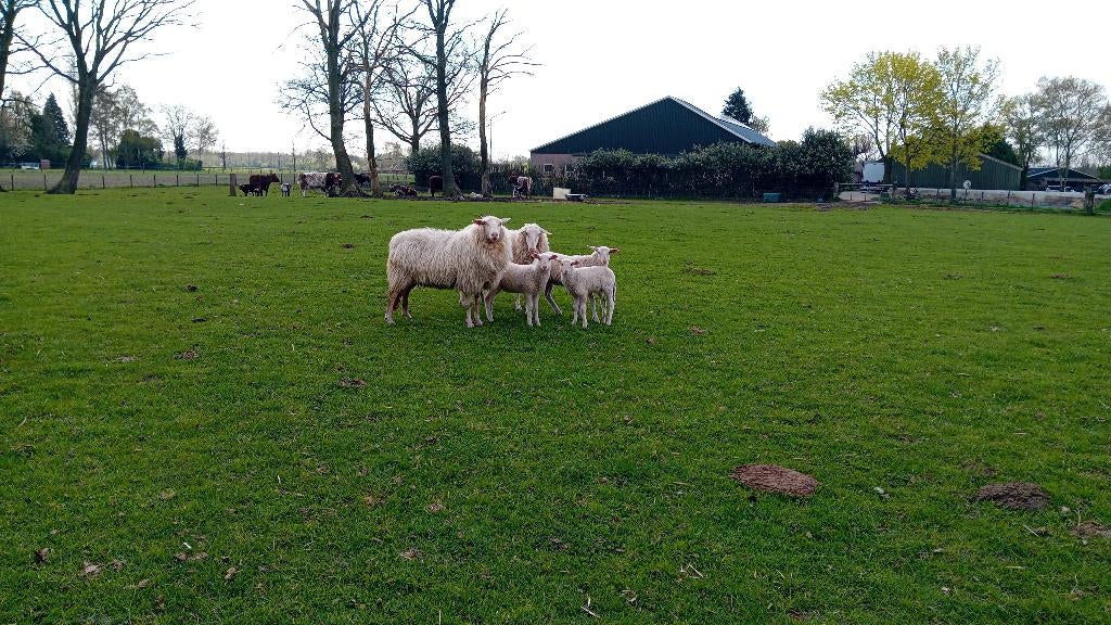 2 mooie schoonebeker ooien met 3 lammeren, Vrouwelijk, Schaap