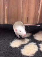 Tamme ratten vrouw, Rat, Vrouwelijk, Januari, Tam