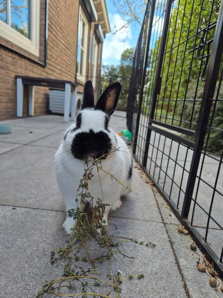 GEZOCHT! gecastreerde ram met buitenvacht, Dieren en Toebehoren, Konijnen, Vrouwelijk