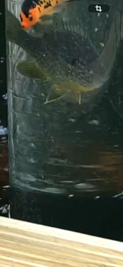 Ik ben op zoek naar nieuwe zonne baars, Ophalen, Zo goed als nieuw