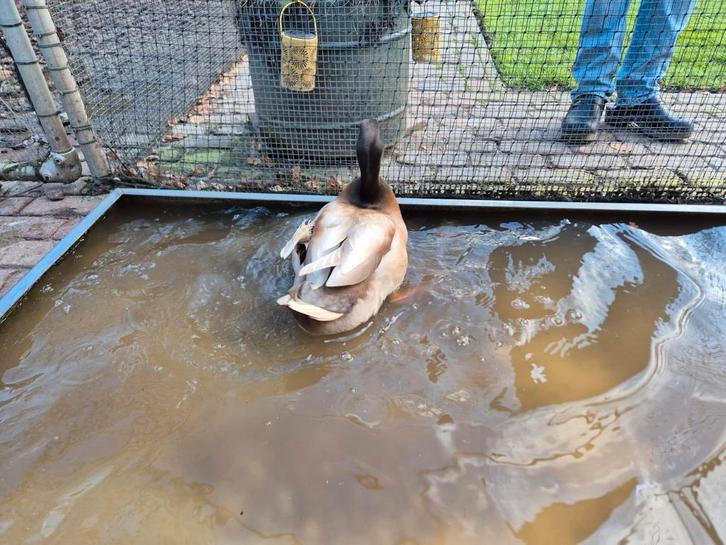 Koppel eenden, ras khaki campbell, Dieren en Toebehoren, Pluimvee, Eend, Meerdere dieren