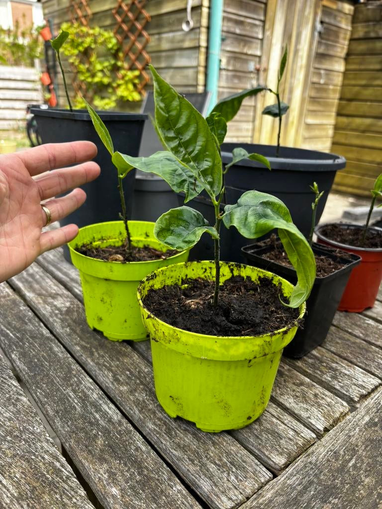 Jackfruit planten, Tuin en Terras, Ophalen, Overige soorten, Volle zon