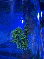 Sterpoliep stek, Dieren en Toebehoren, Overige typen, Zoutwatervis