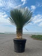 Yucca rostrata  30-40cm stam - palmlelie, Overige soorten, Volle zon, Vaste plant, Ophalen of Verzenden