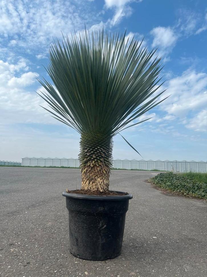 Yucca rostrata  30-40cm stam - palmlelie, Tuin en Terras, Planten | Tuinplanten, Vaste plant, Overige soorten, Volle zon, Zomer