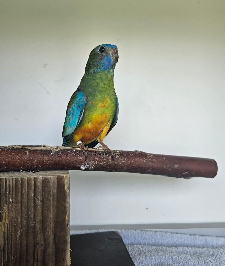 Stromboli zoekt een huisje! (turquoisine parkiet), Mannelijk, Parkiet