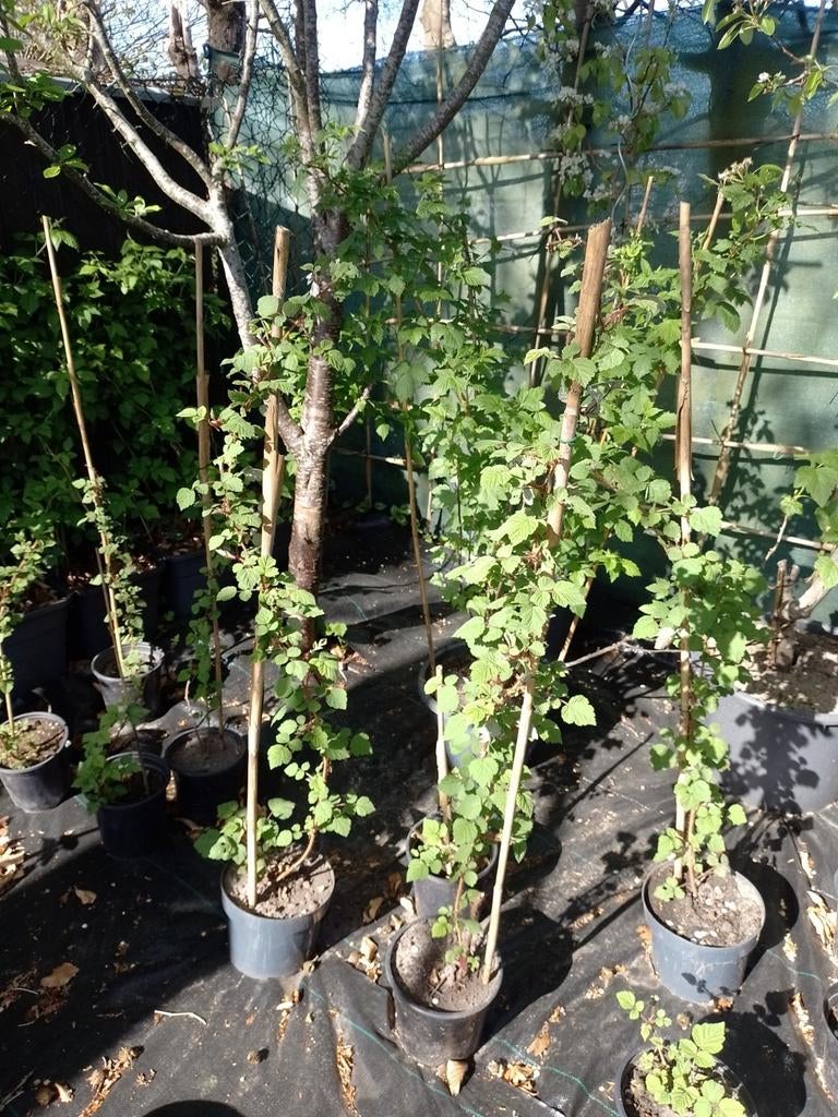 Japanse wijnbes planten - Rubus phoenicolasius, Tuin en Terras, Planten | Fruitbomen, Ophalen, 100 tot 250 cm, Overige soorten