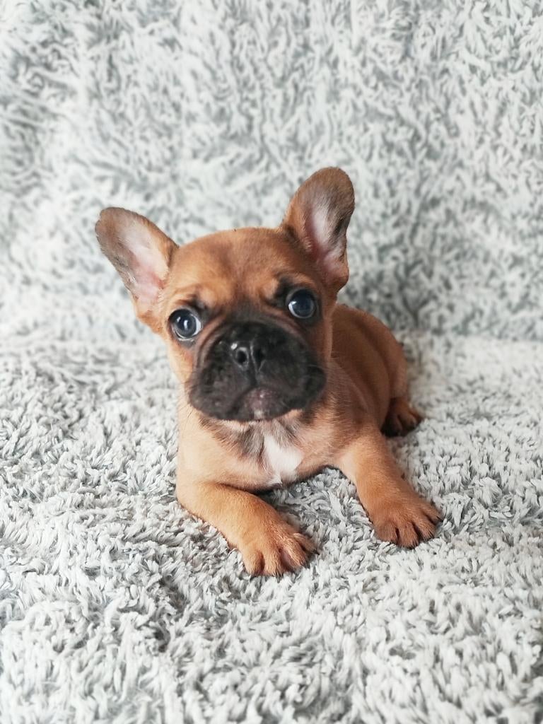 Zeer knap en gezond Franse bulldog reutje, Parvo, België, Particulier, Reu