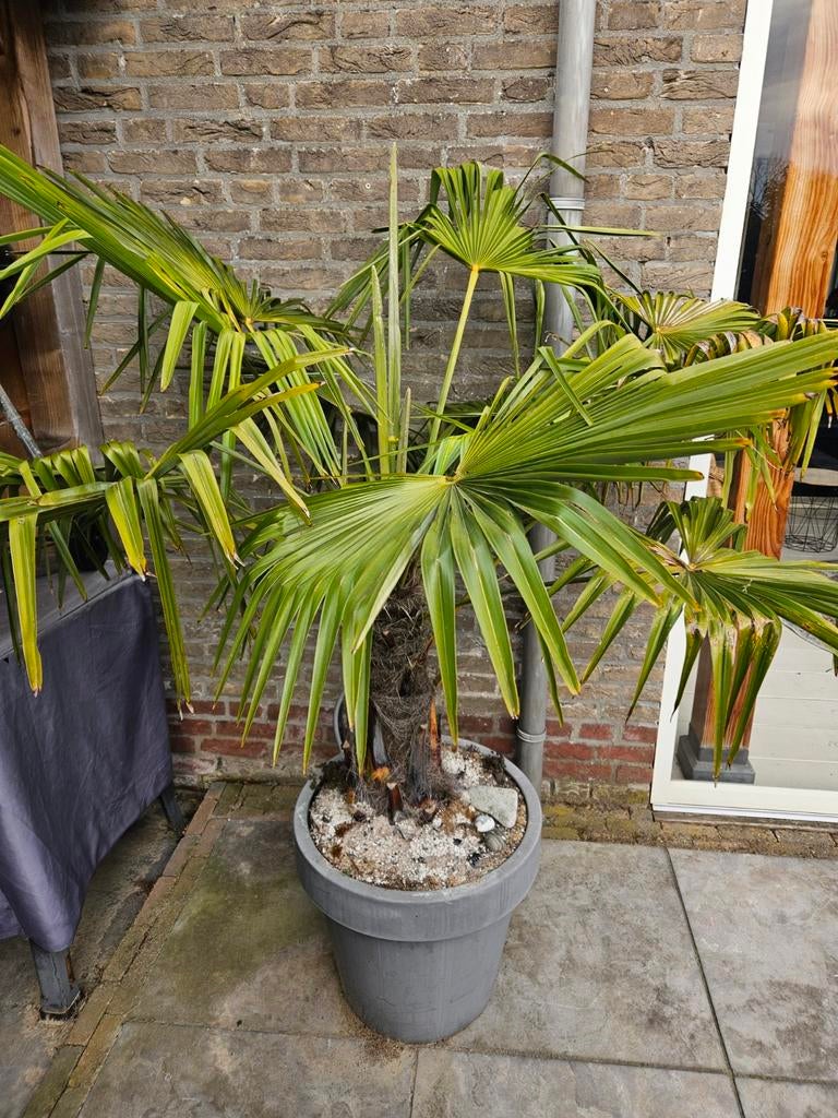 Trachycarpus Fortunei - Winterharde Palmboom, Ophalen of Verzenden