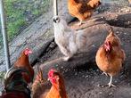 Gratis af te halen 3 stuks zijdehoenderhaantjes, Mannelijk, Kip