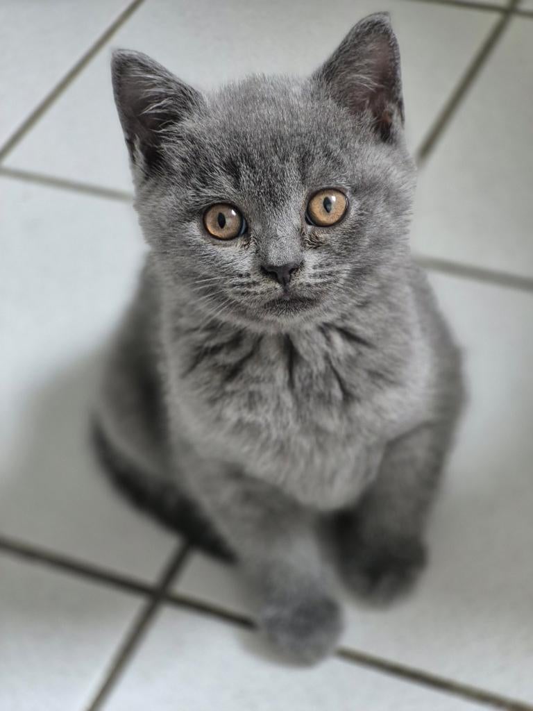 Britse Korthaar Kittens (Raszuiver), Poes, Ontwormd, 0 tot 2 jaar