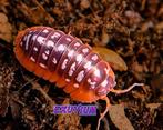 Armadillidium xerovunense Red Edge isopods (ZELDZAAM), Overige soorten