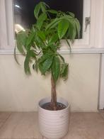 Pachira aquatica (money tree) met pot, Ophalen, Halfschaduw, Minder dan 100 cm