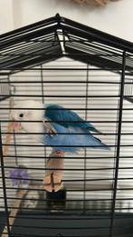 Agapornis vogel  met kooi, Dwergpapegaai of Agapornis