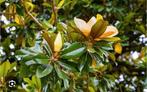 Magnolia Grandiflora beverboom, Overige soorten, Lente, 400 cm of meer, Ophalen