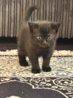 prachtige kittens op zoek naar een lief baasje, Dieren en Toebehoren, Ophalen of Verzenden, Nieuw