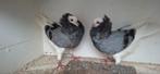 Te koop sierduiven Oudhollands kapucijnen duiven Blauwe, Dieren en Toebehoren, Vogels | Duiven, Meerdere dieren, Overige soorten