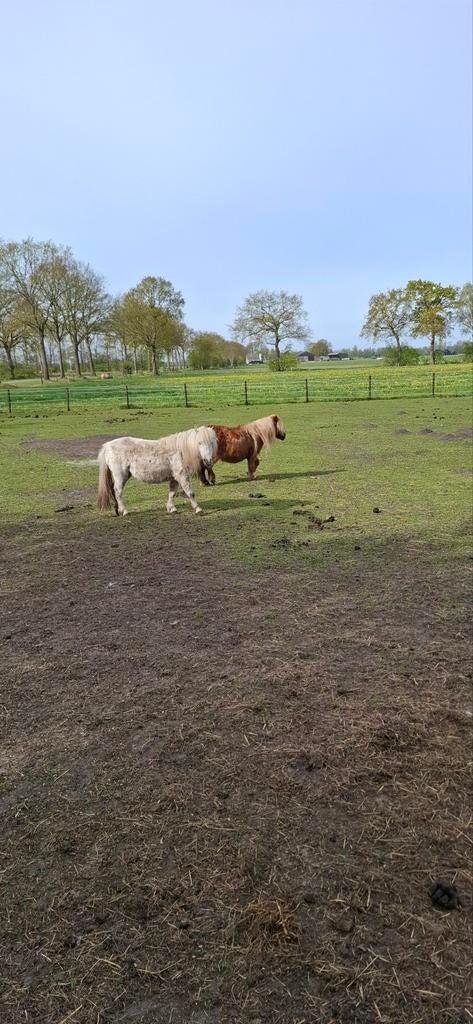 Shetland merries, Merrie, A pony (tot 1.17m), Onbeleerd, Recreatiepony