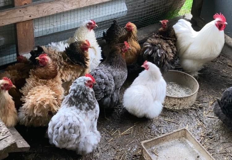 Broedeieren Cochin krieltjes te koop, Dieren en Toebehoren, Pluimvee, Geslacht onbekend, Kip