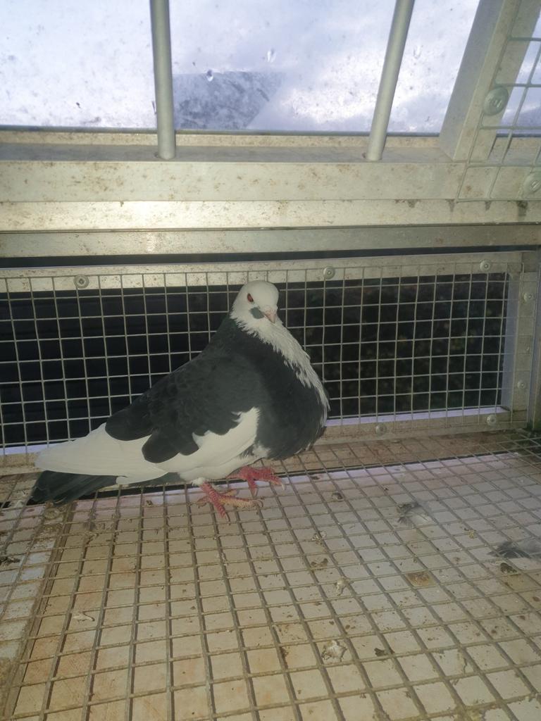 HAAGSE TILDUIVEN KROPPERS DOFFERS zwartbonte 4, Dieren en Toebehoren, Vogels | Duiven, Mannelijk, Kropper