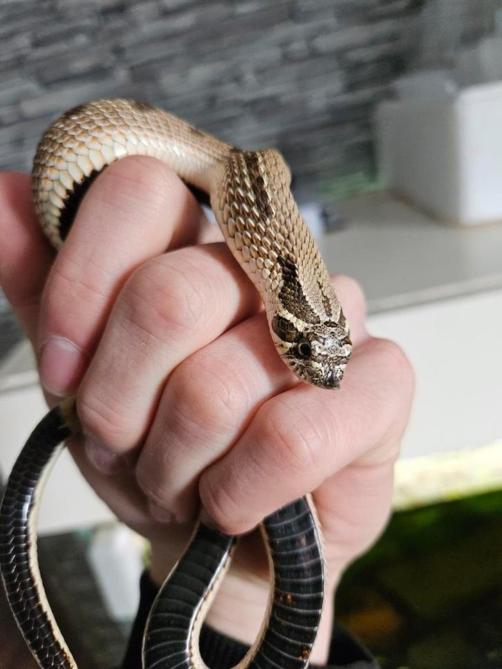 Haakneusslang man Hognose Snake - male for sale from Jurian