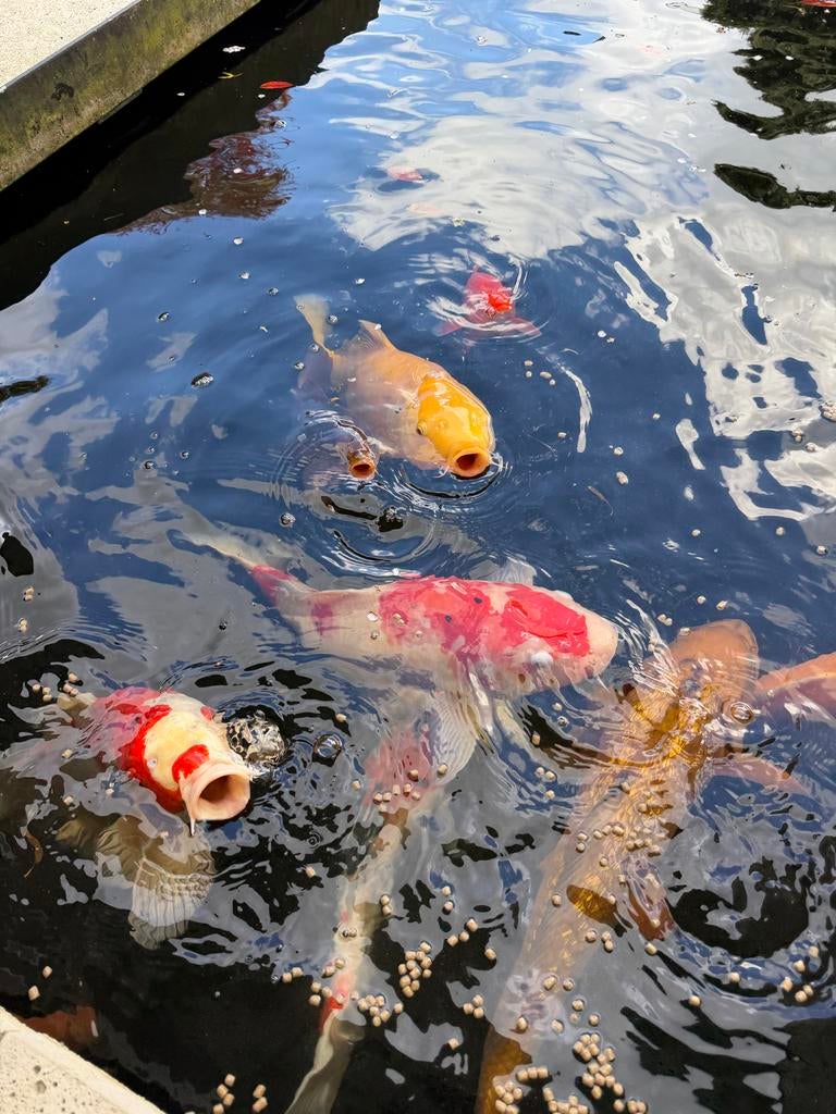 Koikarpers, Karper of Koi