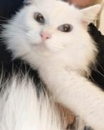 Mooie white solid poes. NIET DOOF. (herplaatser), Dieren en Toebehoren, Poes, Gechipt