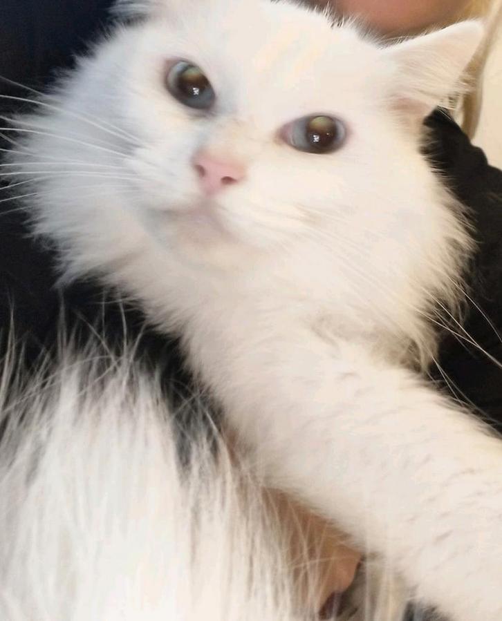 Mooie white solid poes. NIET DOOF. (herplaatser), Dieren en Toebehoren, Katten en Kittens | Raskatten | Langhaar, Poes, Gechipt