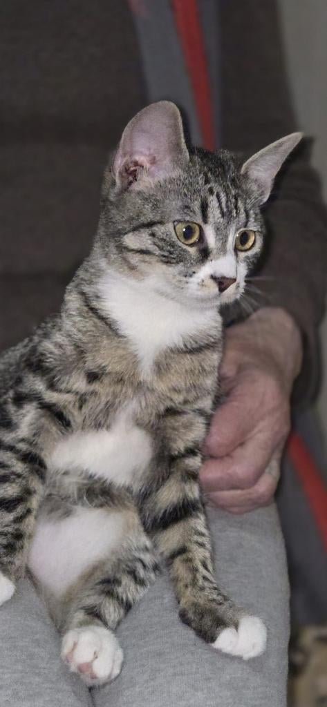 Cheeta zoekt een baasje, Dieren en Toebehoren, Katten en Kittens | Overige Katten, Poes, Kortharig, 0 tot 2 jaar