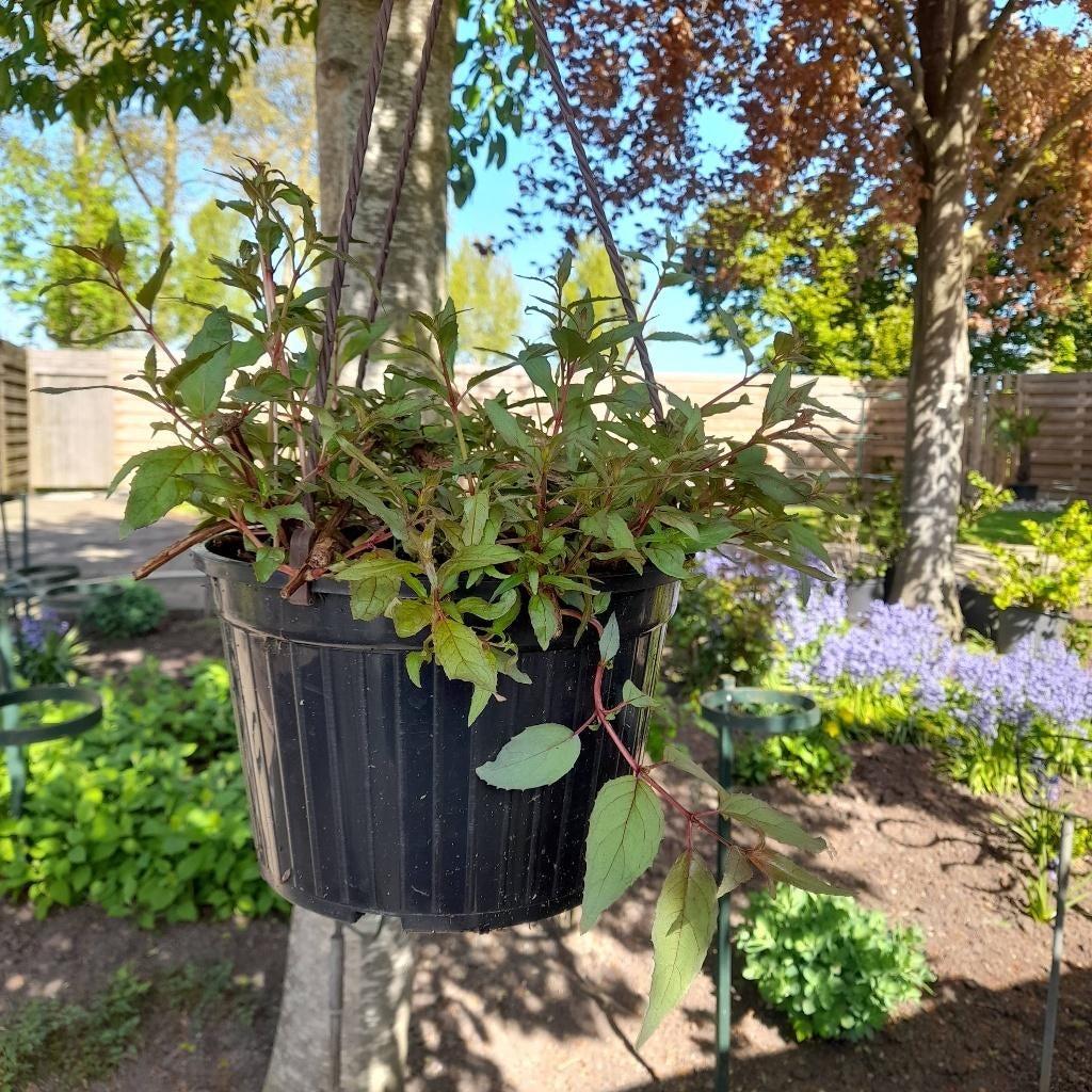 Fuchsia's in hangpot., Tuin en Terras, Tweejarig, Halfschaduw, Zomer, Ophalen