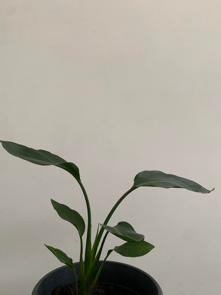 Strelitzia Reginea, Huis en Inrichting, Ophalen of Verzenden, Volle zon