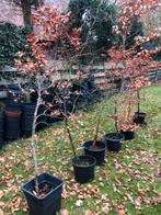 Beukenhaag , diverse kuipen . nu in wintertooi . zo meenemen, Ophalen, Beukenhaag, Haag, 100 tot 250 cm