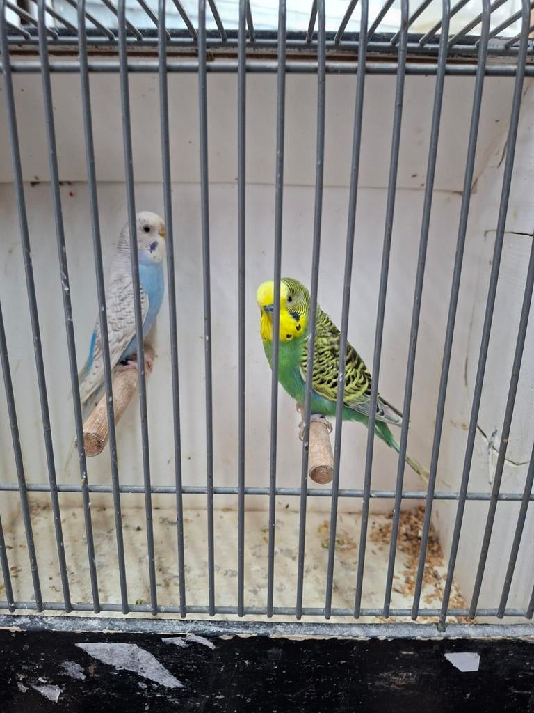 Melanastic grasparkieten, Dieren en Toebehoren, Meerdere dieren, Parkiet