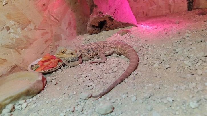 Baardagaam met compleet terrarium Bearded Dragon - male for sale from timo aanstoot