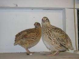 Bijzondere Vogels., Dieren en Toebehoren, Meerdere dieren, Wildzangvogel