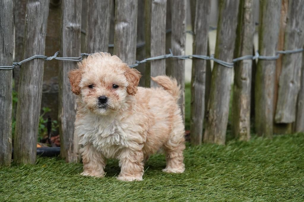 Prachtige Abrikoos-witte Maltipoo pup, Dieren en Toebehoren, Parvo, België, Overige rassen, 8 tot 15 weken