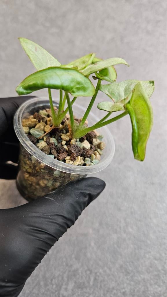 Syngonium Milk Confetti, Ophalen of Verzenden, Halfschaduw, Minder dan 100 cm